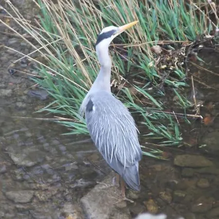 Riverside Apartman *