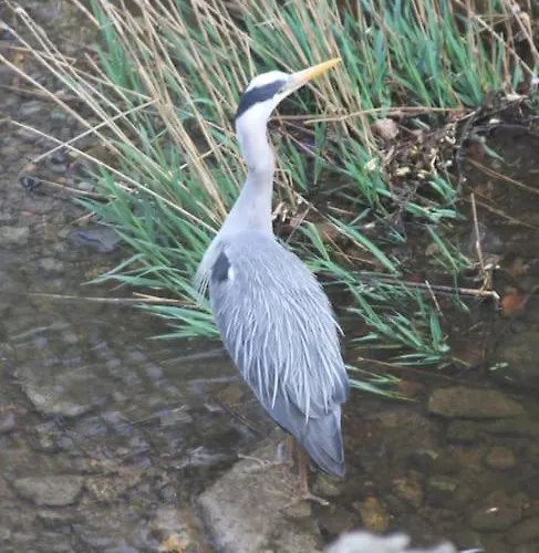 Riverside Appartement *